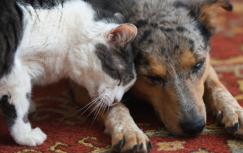 Cat and dog cuddle