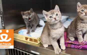 kittens in an animal shelter