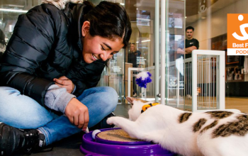 lady plays with a cat