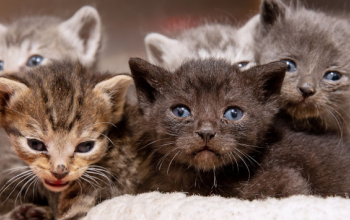 a litter of very small kittens at an animal shelter 