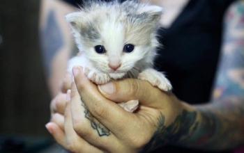 Kitten held in person&#039;s hands