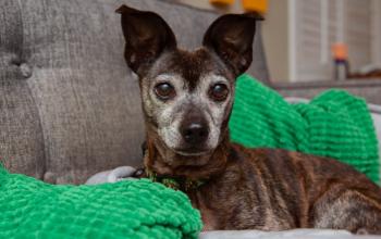Small brown dog with big ears on couch