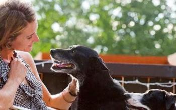 Person petting a black dog