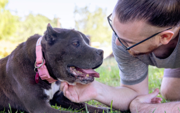 A person on the ground petting an older pit bull terrier type dog