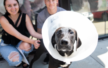 black dog with a cone of shame