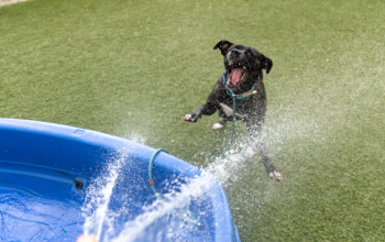 A black dog enjoying water from the hose