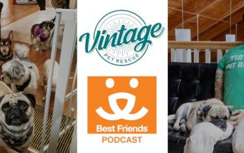 Vintage Pet Rescue - Best Friends Podcast