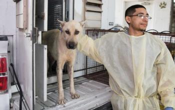 Intake worker with white German Shepherd type dog