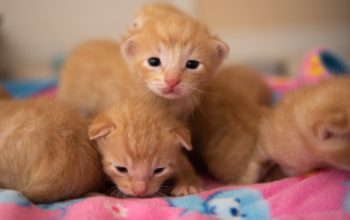 A litter of neonatal orange kittens