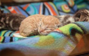 Three neonate kittens lying in multicolored blanket