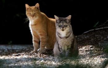 One orange and one longer haired tabby cat sitting outside