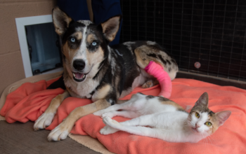 A dog an cat sitting on a blanket looking into the camera