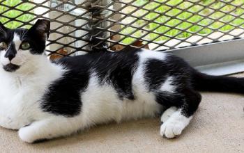 Black and white cat lying in cat enclosure