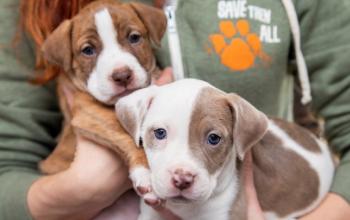 Best Friends staff member holding two brown and white puppies