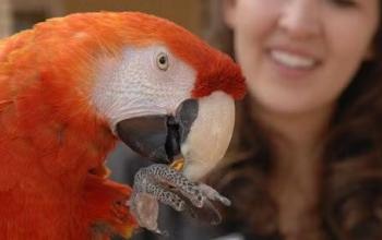Red colored parrot in front of a smiling person