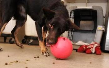 Shepherd type dog playing with a treat dispensing red ball