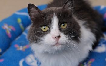 Black and white cat in a blue bed
