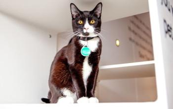 Black and white cat sitting in a white box