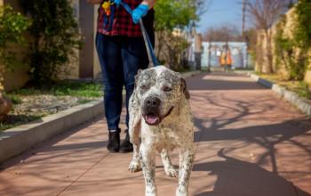 Volunteer taking a shelter pet for a walk