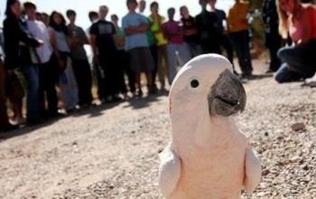 Cockatoo parrot on the ground in front of a large group of people