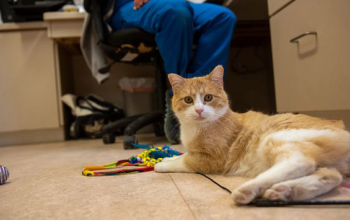 orange and white cat on the floor with toys
