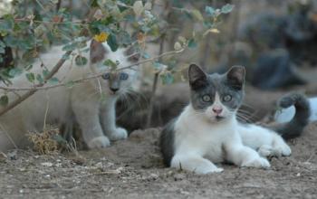 Community cats laying down outside