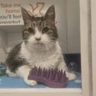 This chonky diva is all about the glitz and glamor of luxury!