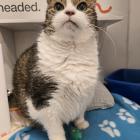 This chonky diva is all about the glitz and glamor of luxury!