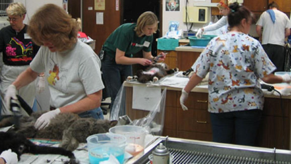 The spay and fashion neuter clinic