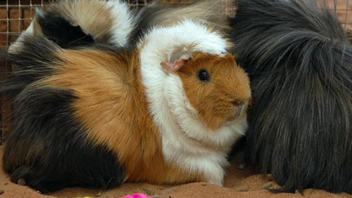 041007guineapigs_SI.jpg