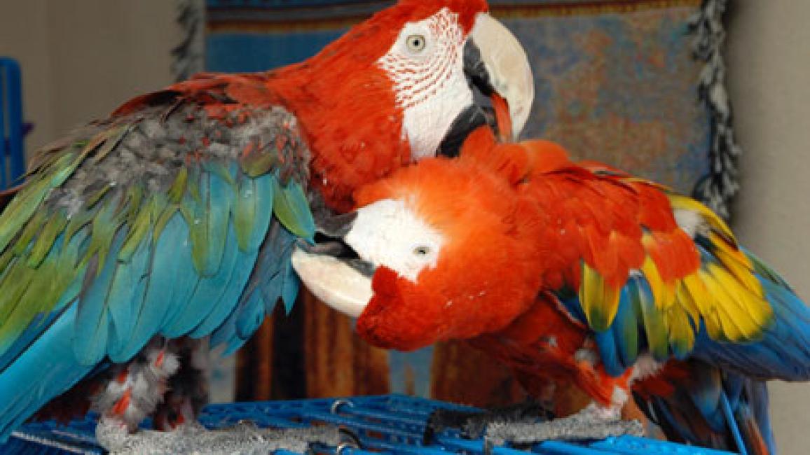 060905parrots_SI.jpg