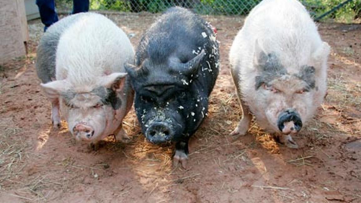 070105pigs_SI.jpg
