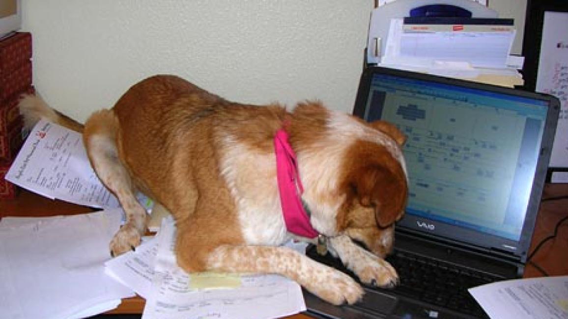 dog typing on computer
