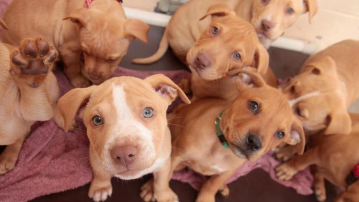 Baby deals pitbull puppies