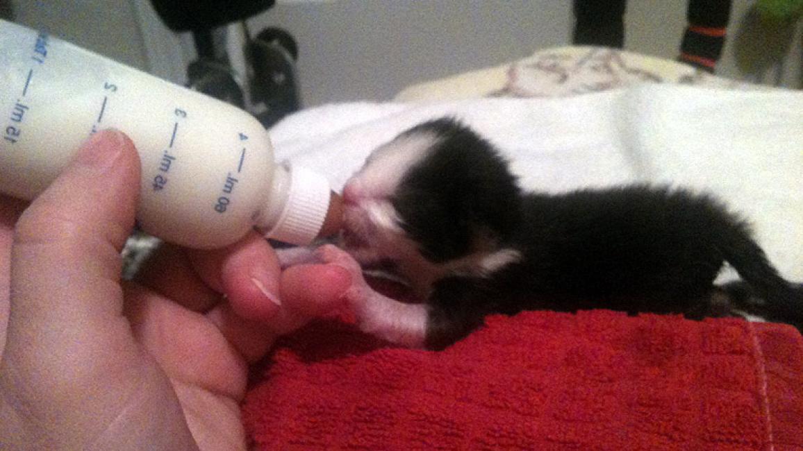 Care-abandoned-kitten-bottle.jpg