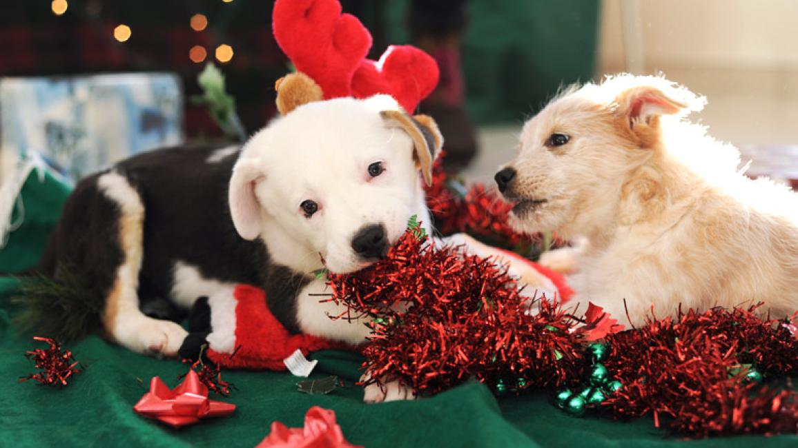 Best puppy toys for your new arrival this Christmas and beyond