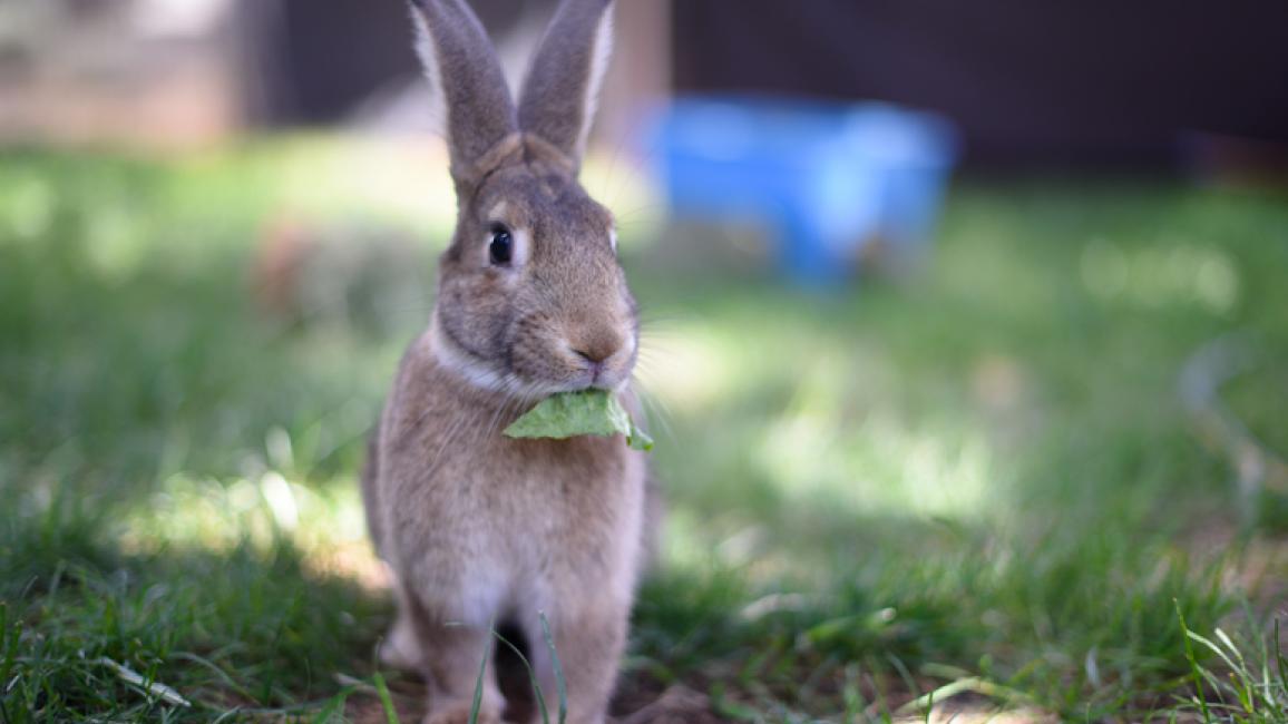 Domestic Bunny Not Wild | Best Friends Animal Society