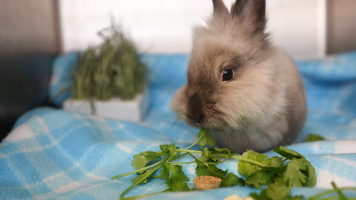Dwarf-Lionhead-rescue-rabbit-Meriwether-5874MW.jpg