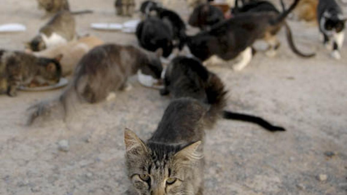 Pahrump Death Valley Cat Rescue | Best Friends Animal Society