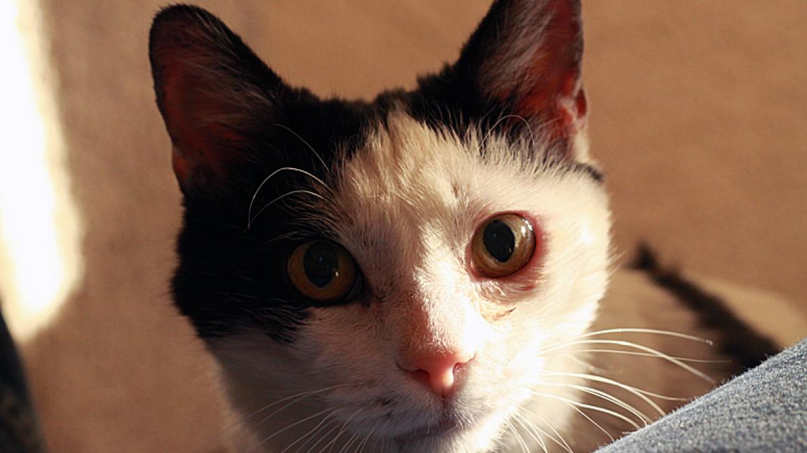 Gertrude-blind-cat-adopted-9498.jpg