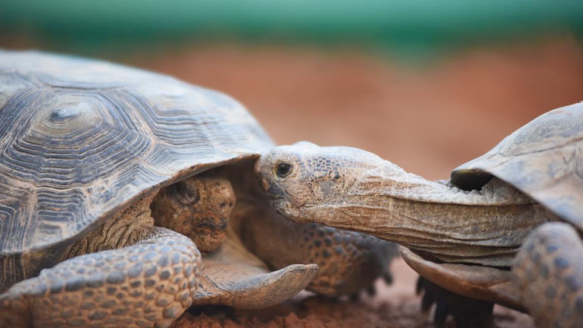 Gobi-Desert-Tortoises-602.jpg