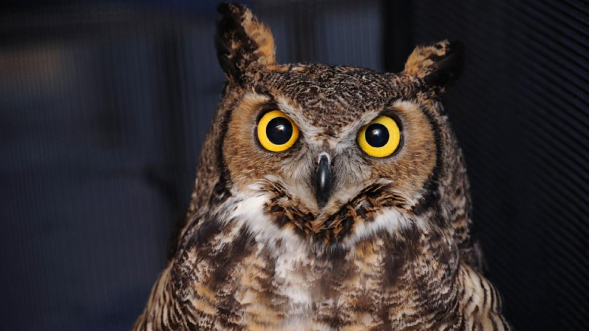 Great-Horned-Owl-rehab-8091.jpg