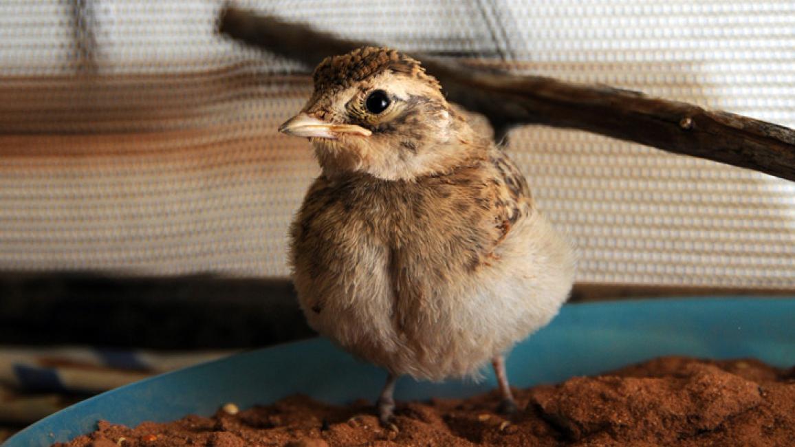 Horned-lark-fledgling-rehabilitation-2944.jpg
