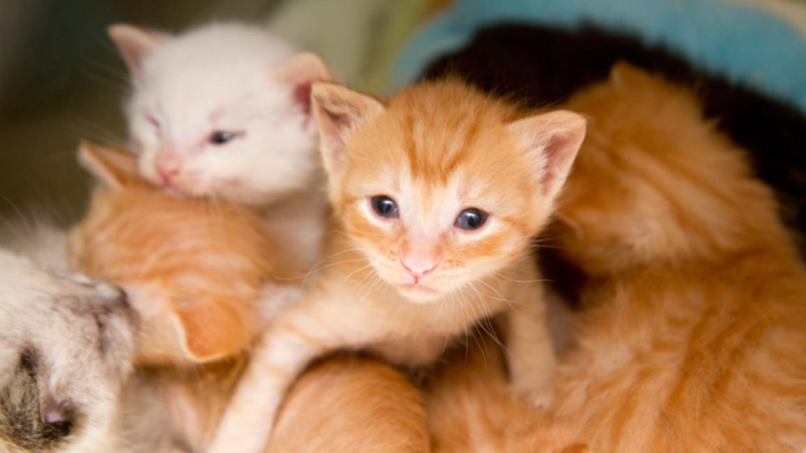 Kitten Feeding Week by Week Best Friends Animal Society