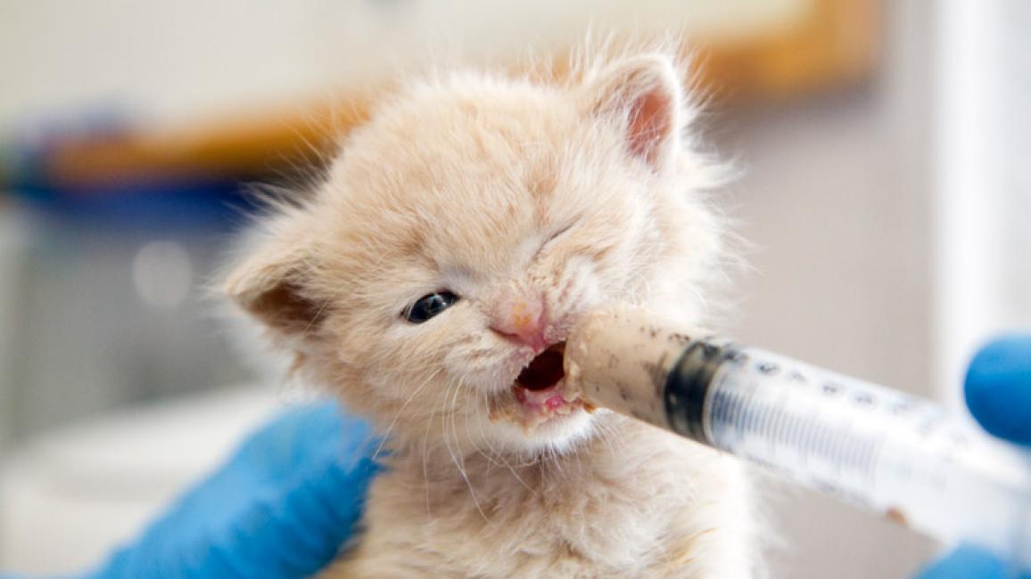 How to syringe shop feed a kitten