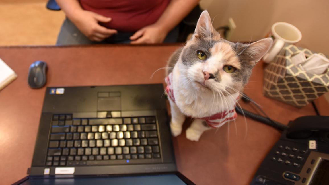Little-Callie-office-cat-8157.jpg