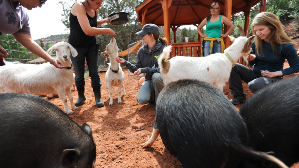 Pig-goat-playdates-7183.png