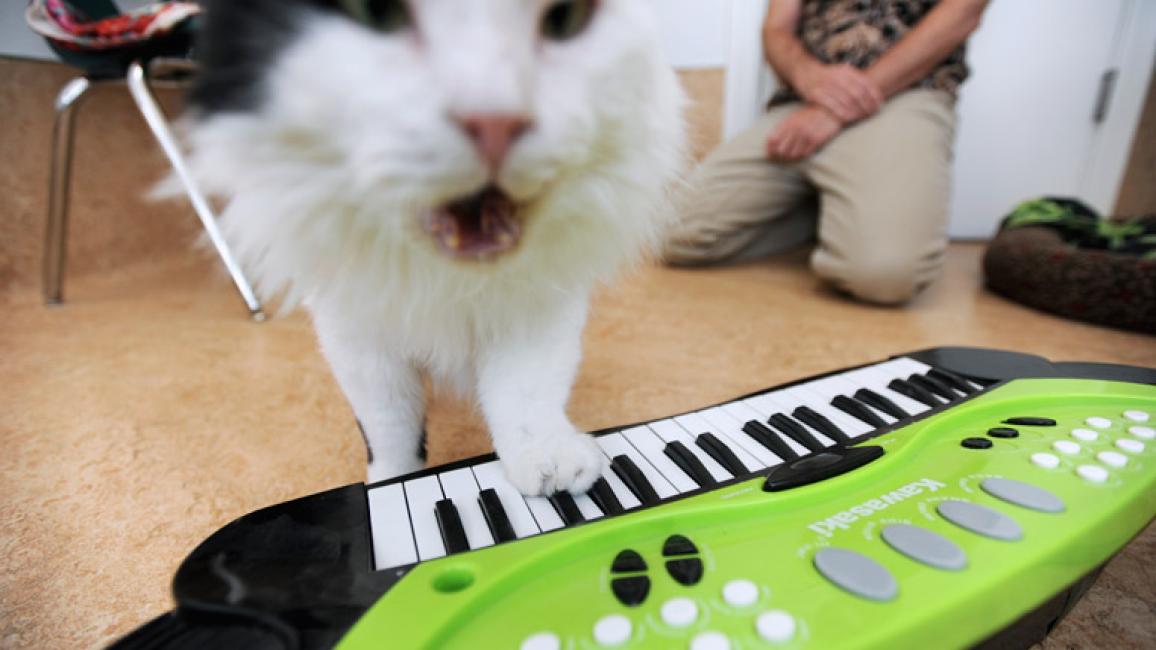 Raed-cat-clicker-training-Playing-Piano-5224.jpg