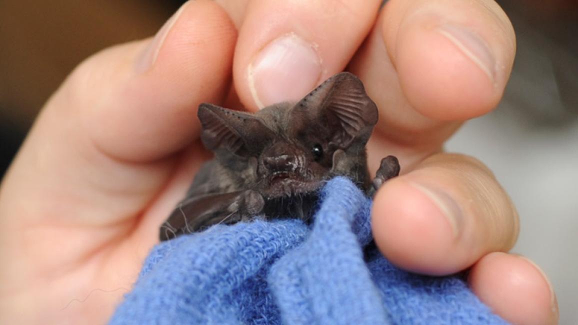baby brown bats