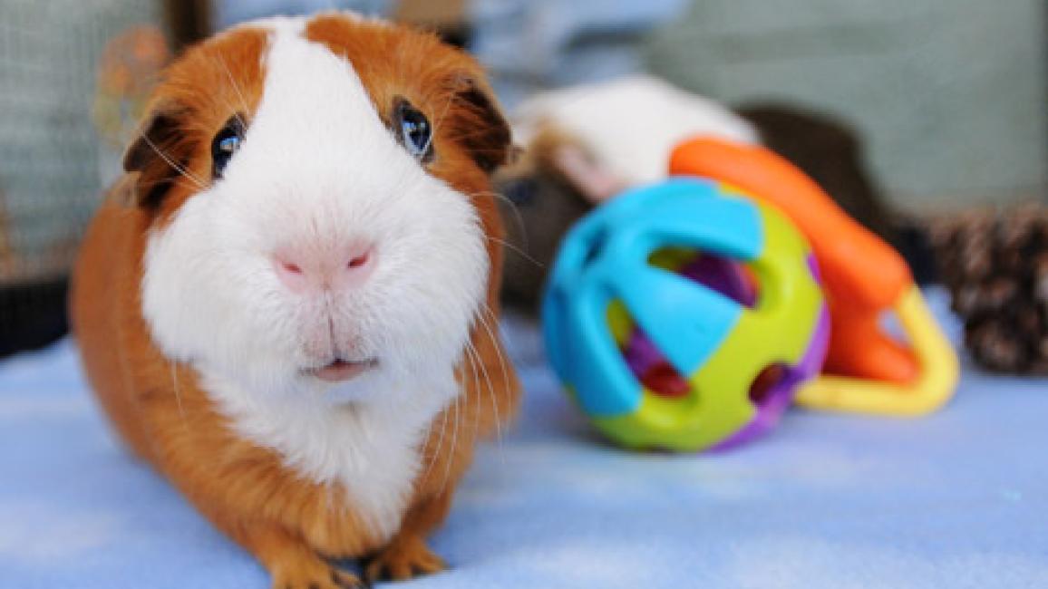 Guinea Pigs for Adoption | Best Friends Animal Society - Save Them All